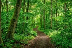 A narrow dirt path winding through a dense, green forest with tall trees and lush undergrowth on either side.