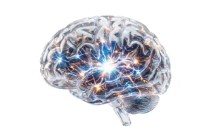 Transparent 3D illustration of a human brain with blue and orange glowing neural connections inside, depicting brain activity on a white background